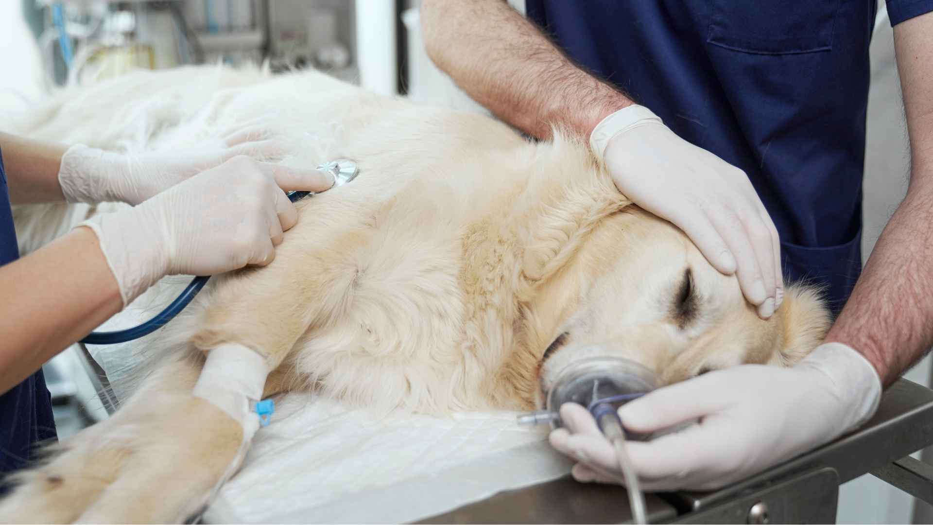 edema pulmonar en perros ancianos